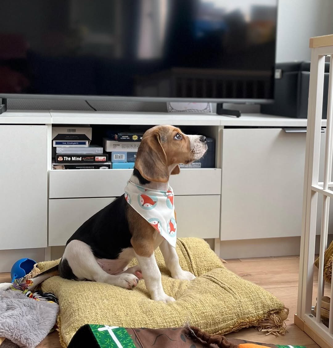 Beagles image 4