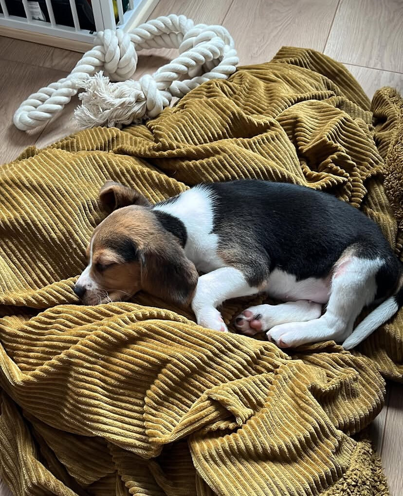 Beagles image 6
