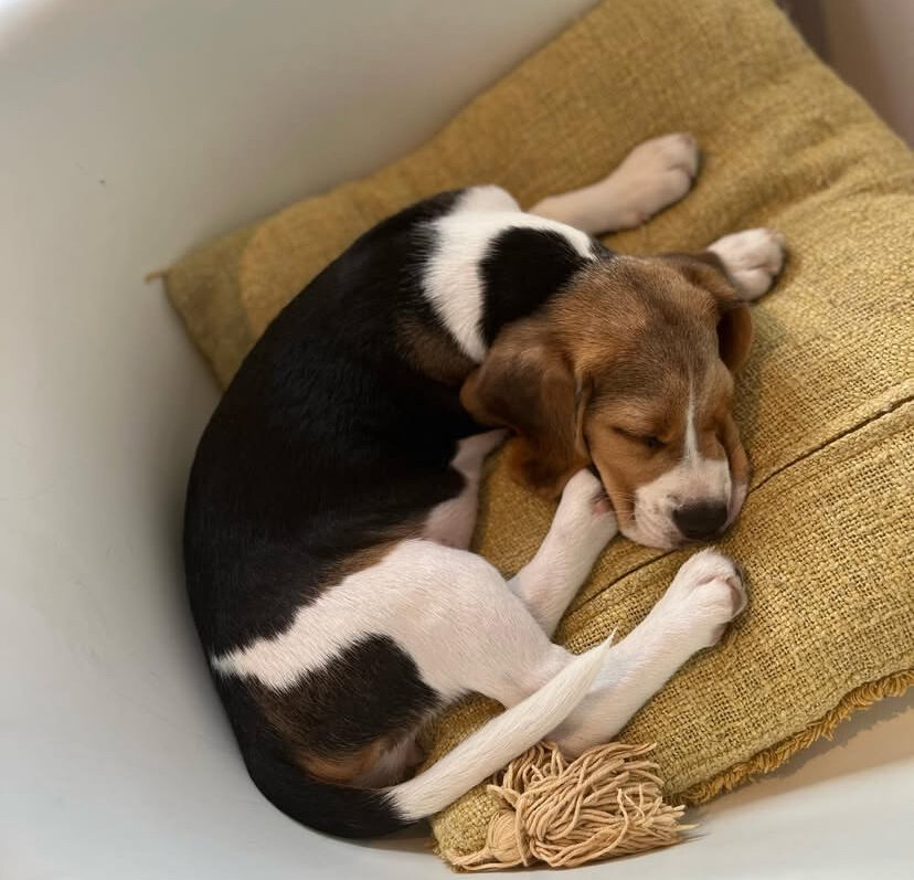 Beagles image 7