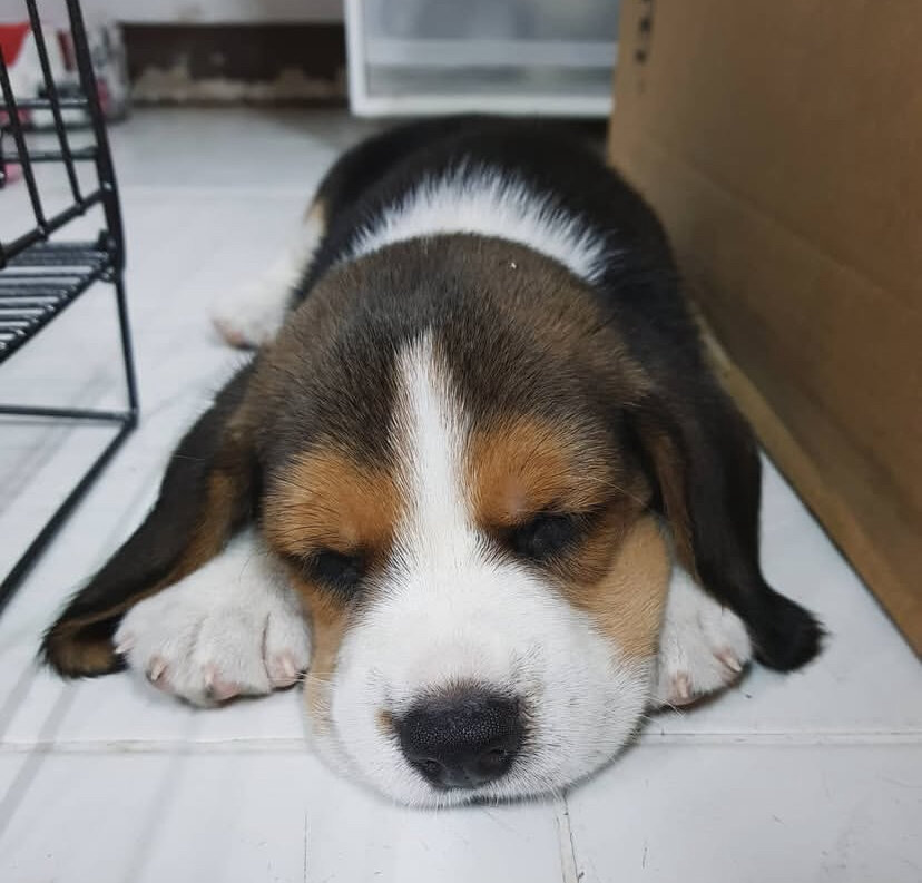 Cute Beagle Puppy image 4