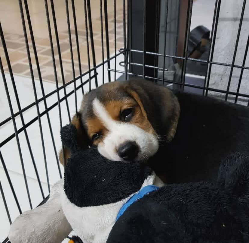 Cute Beagle Puppy image 5