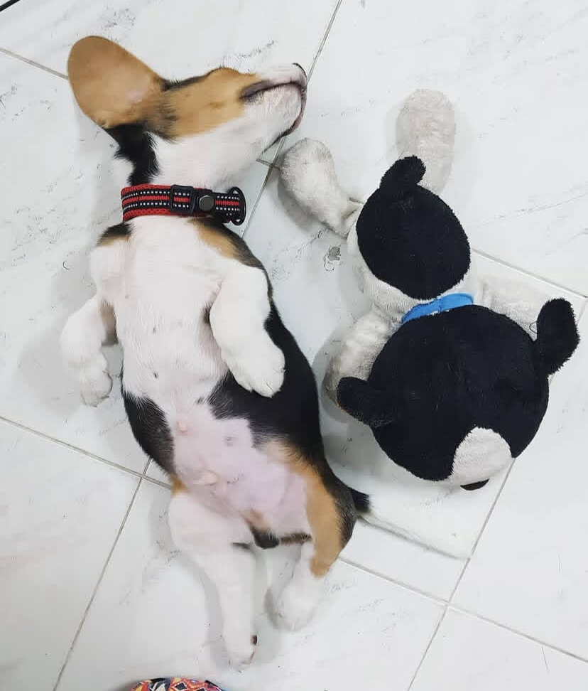 Cute Beagle Puppy image 3