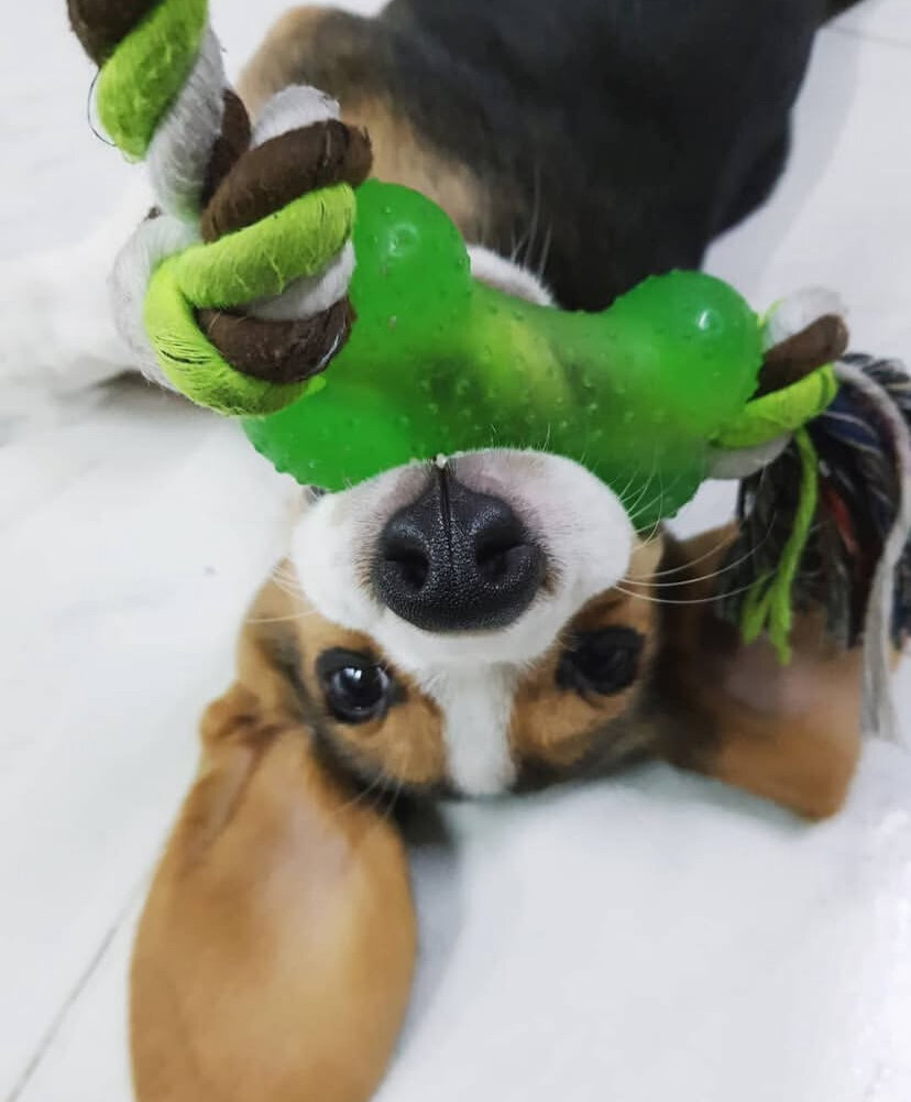 Cute Beagle Puppy image 2