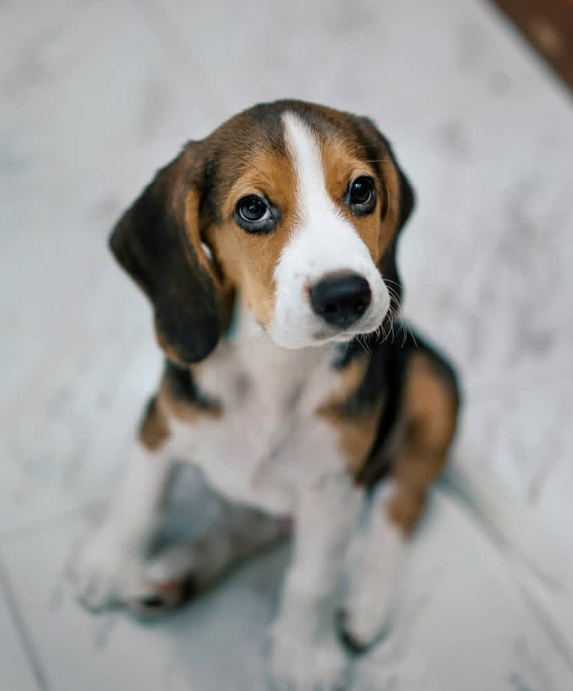 Cute Beagle Puppy image 1