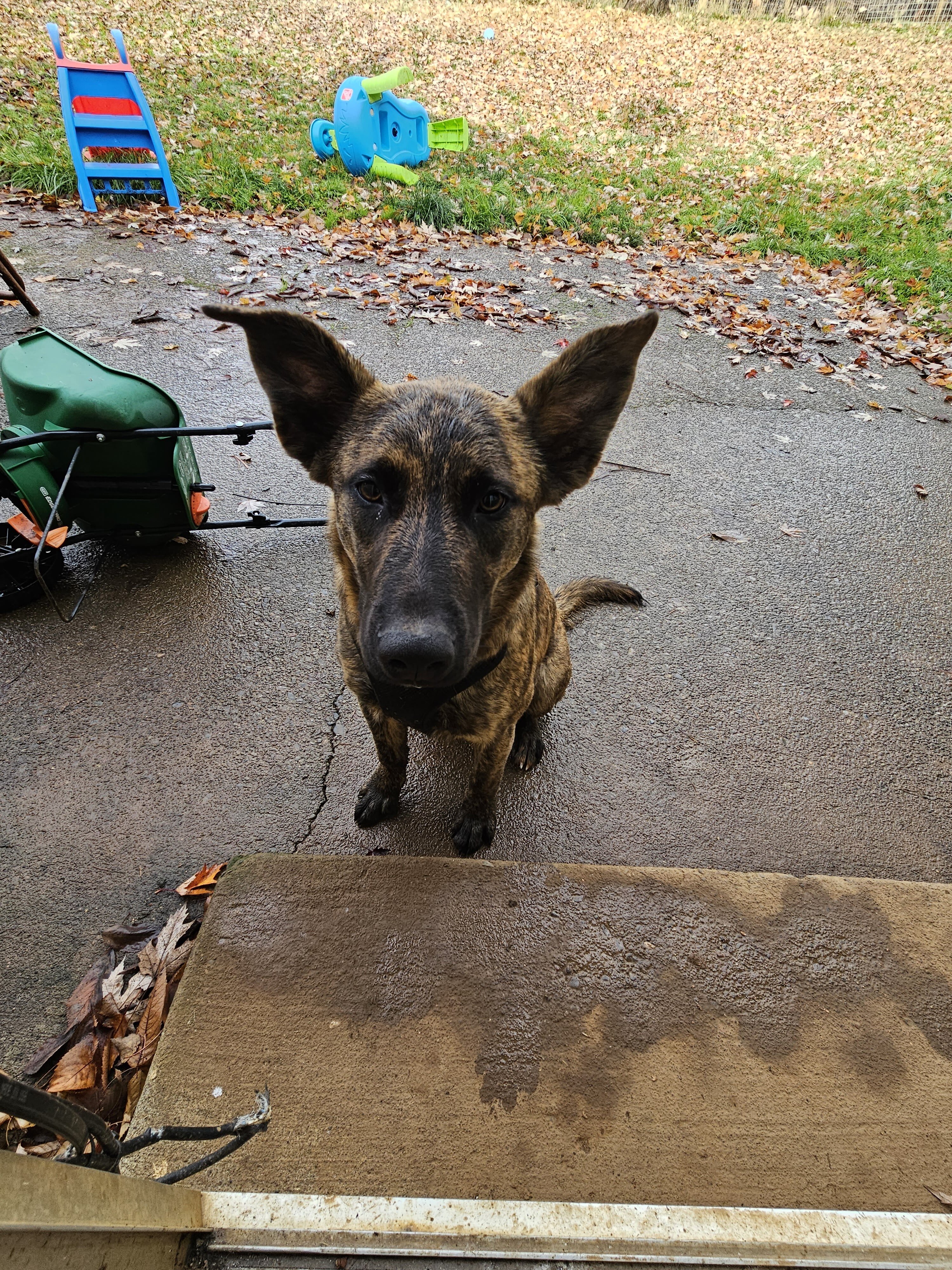3y German Shepherd Male image 1