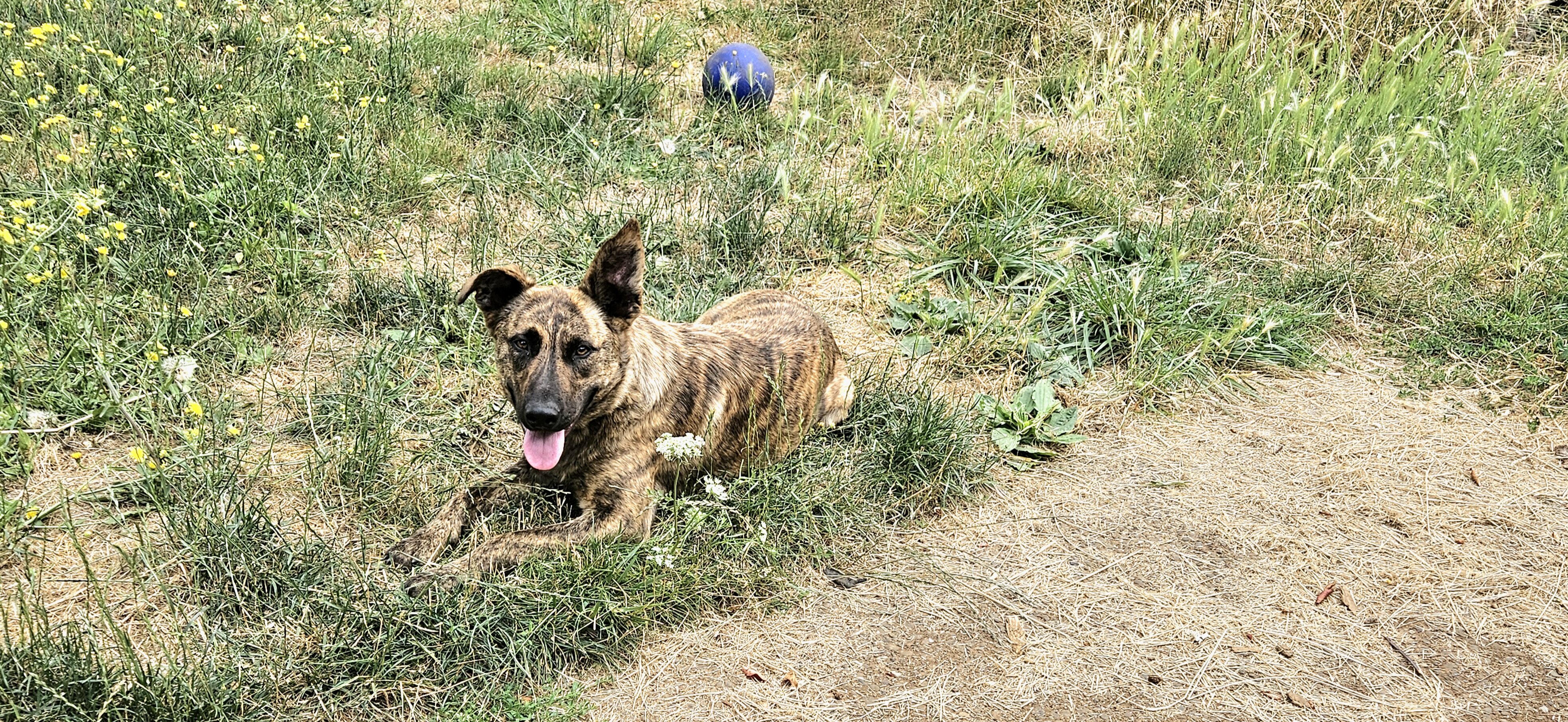 3y German Shepherd Male image 2