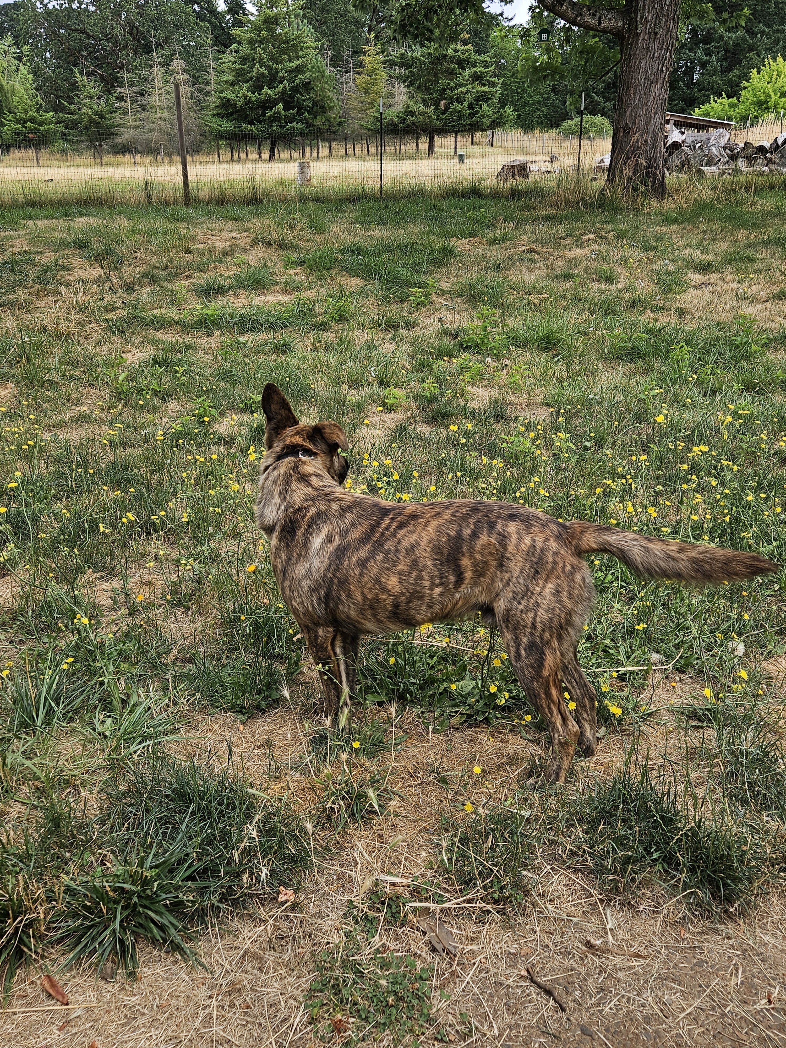 3y German Shepherd Male image 3