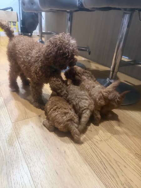 red Toy poodle image 1