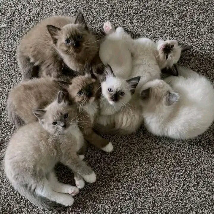 Sweet Ragdoll kittens image 1
