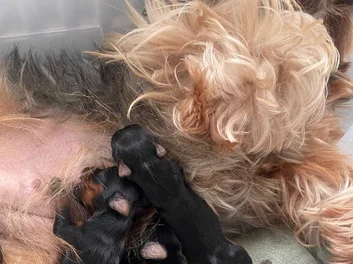 YORKSHIRE TERRIER image 9