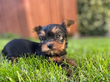 YORKSHIRE TERRIER image 4