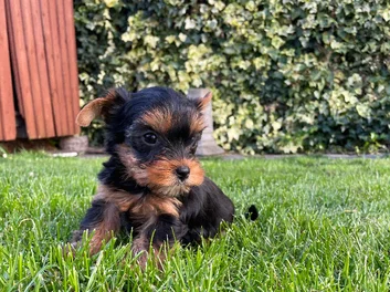 YORKSHIRE TERRIER image 7