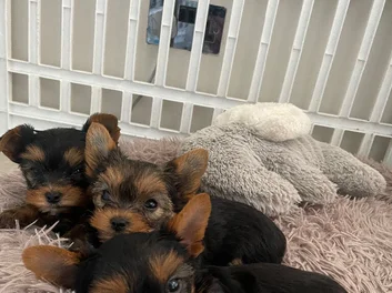 YORKSHIRE TERRIER image 8