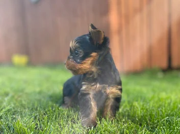 YORKSHIRE TERRIER image 2