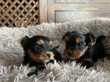 YORKSHIRE TERRIER image 3