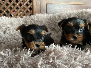 YORKSHIRE TERRIER image 1