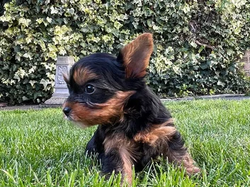 YORKSHIRE TERRIER image 5