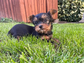 YORKSHIRE TERRIER image 6