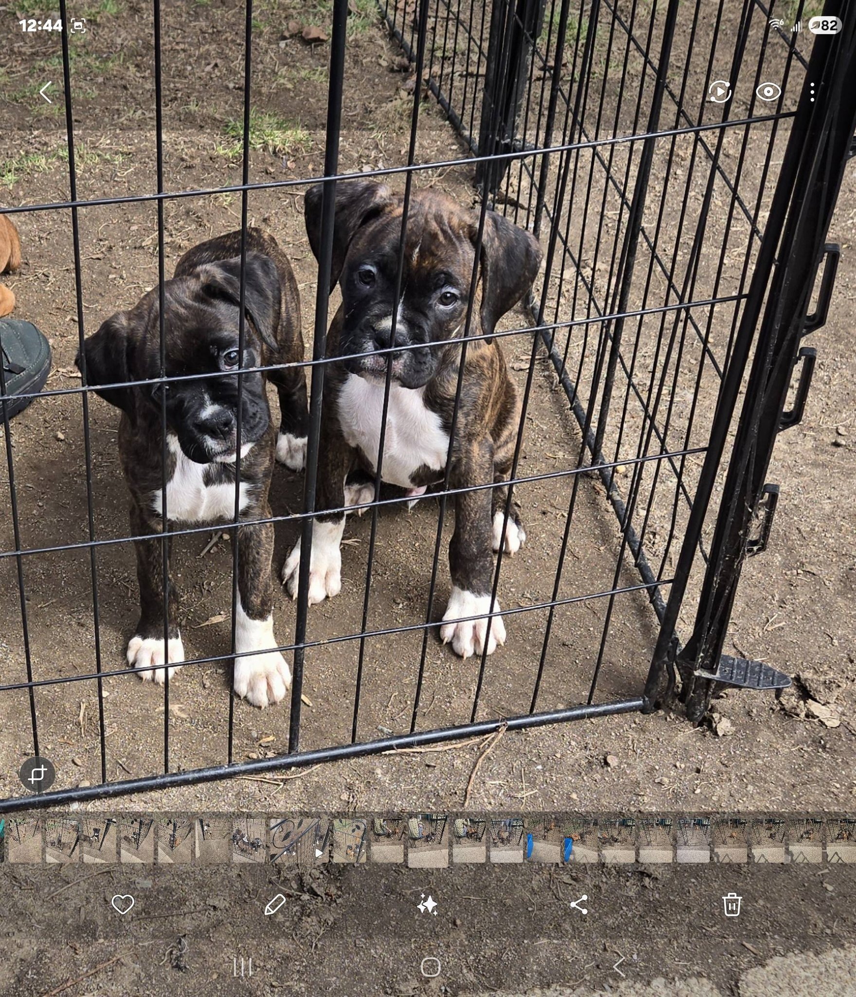 10 week old Boxer Puppies image 5