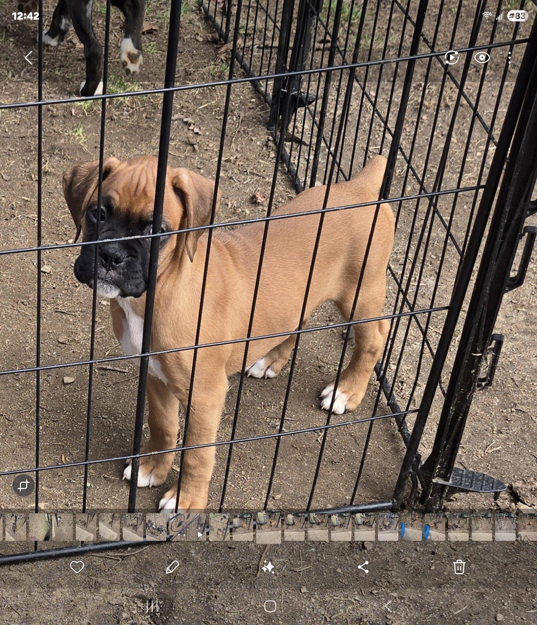 10 week old Boxer Puppies image 3
