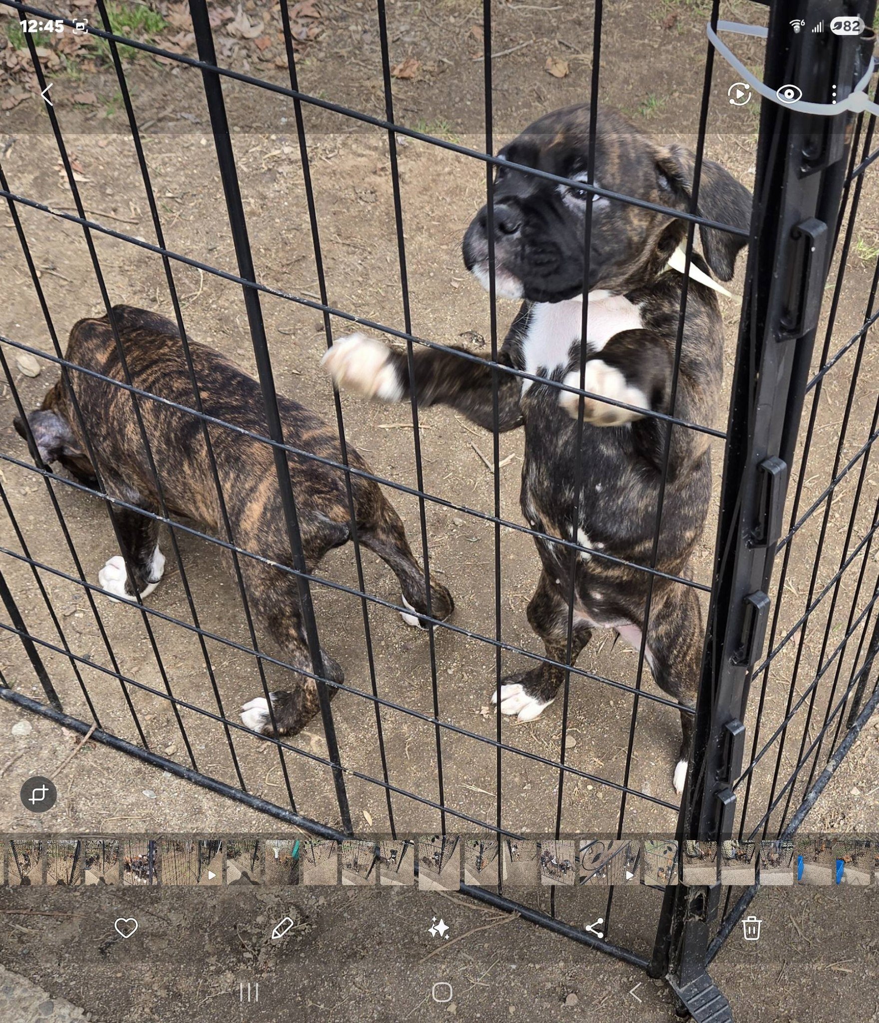 10 week old Boxer Puppies image 2