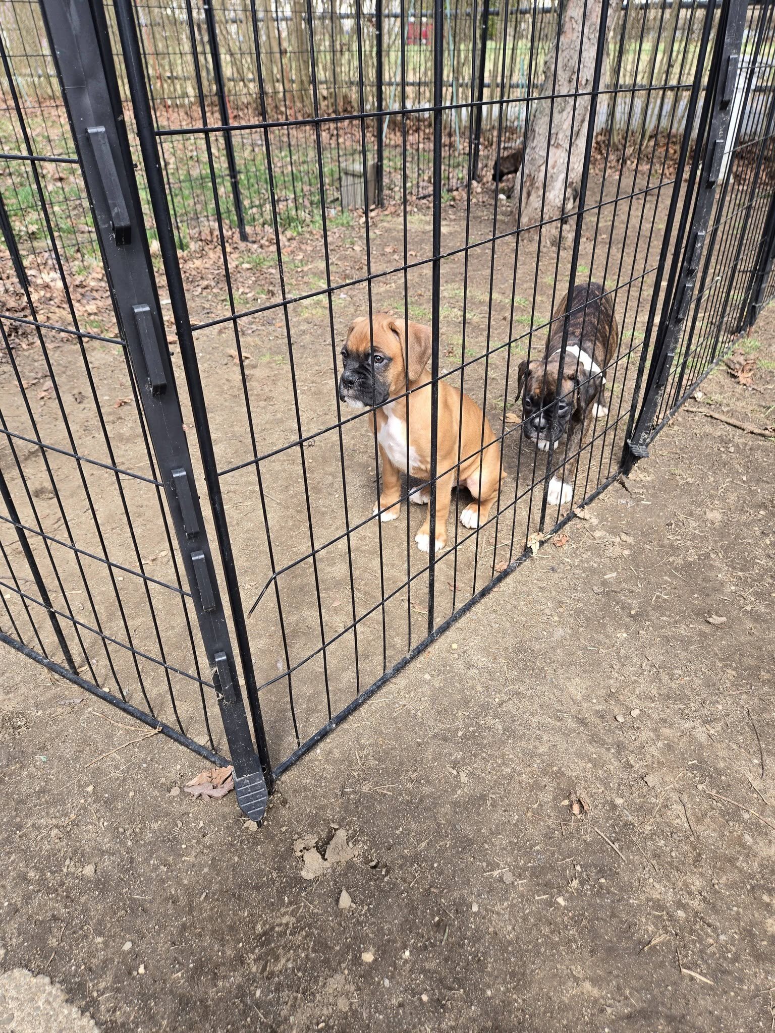 10 week old Boxer Puppies image 1