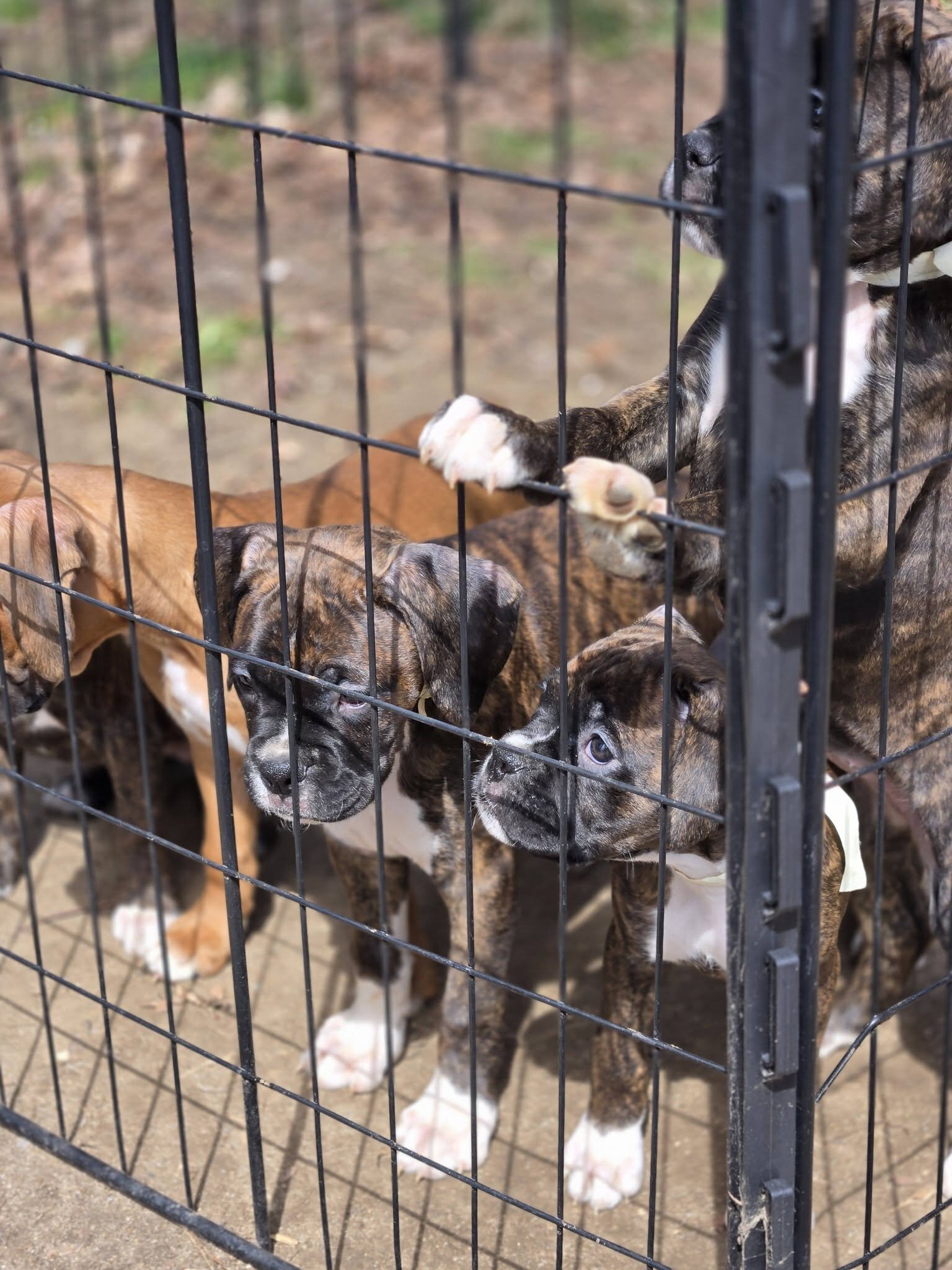 10 week old Boxer Puppies image 4