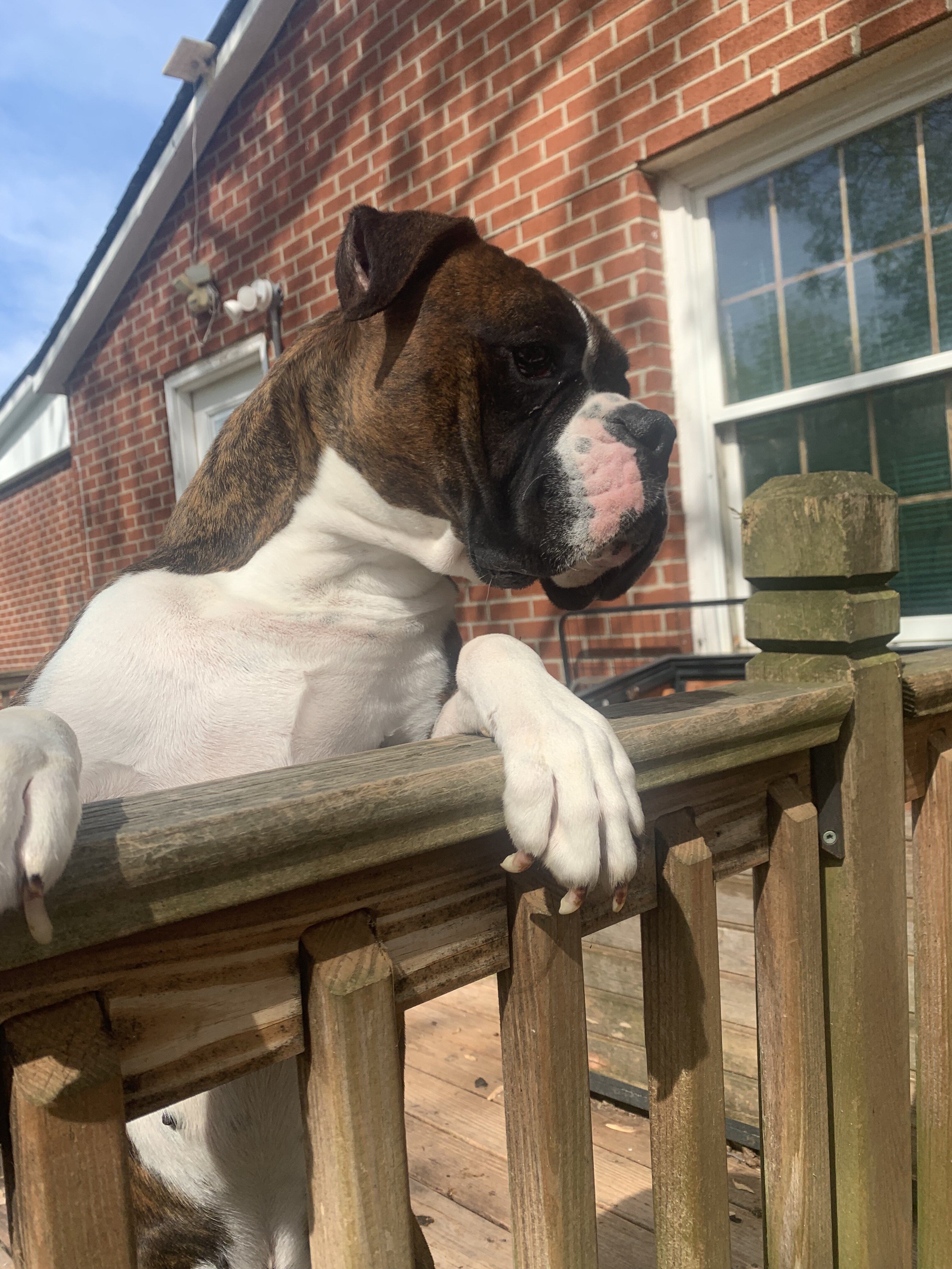 Make Boxer image 2