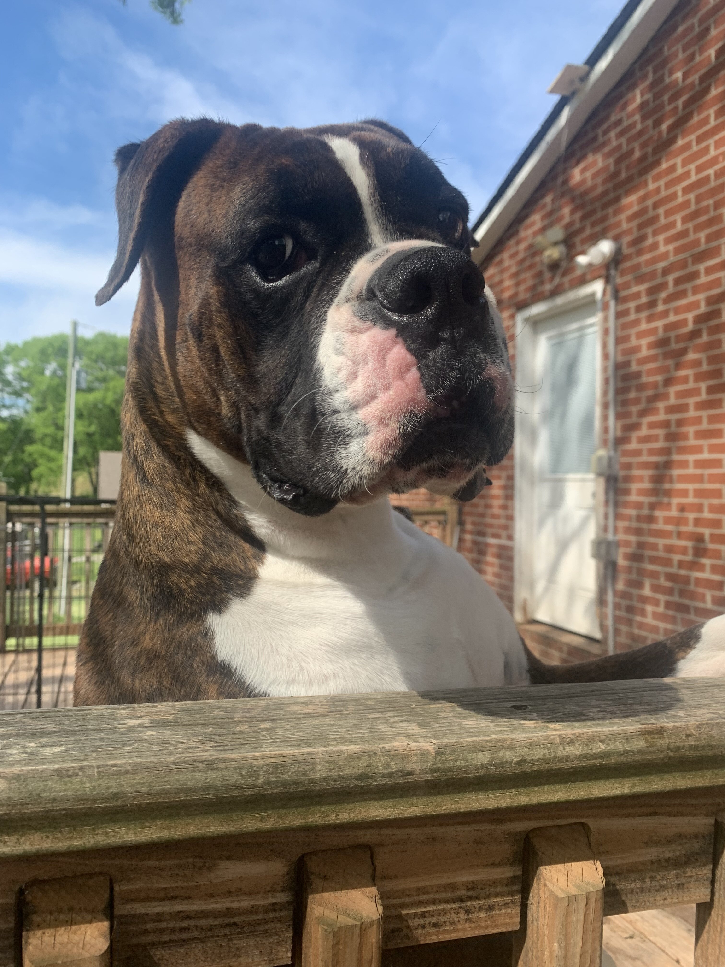 Make Boxer image 1