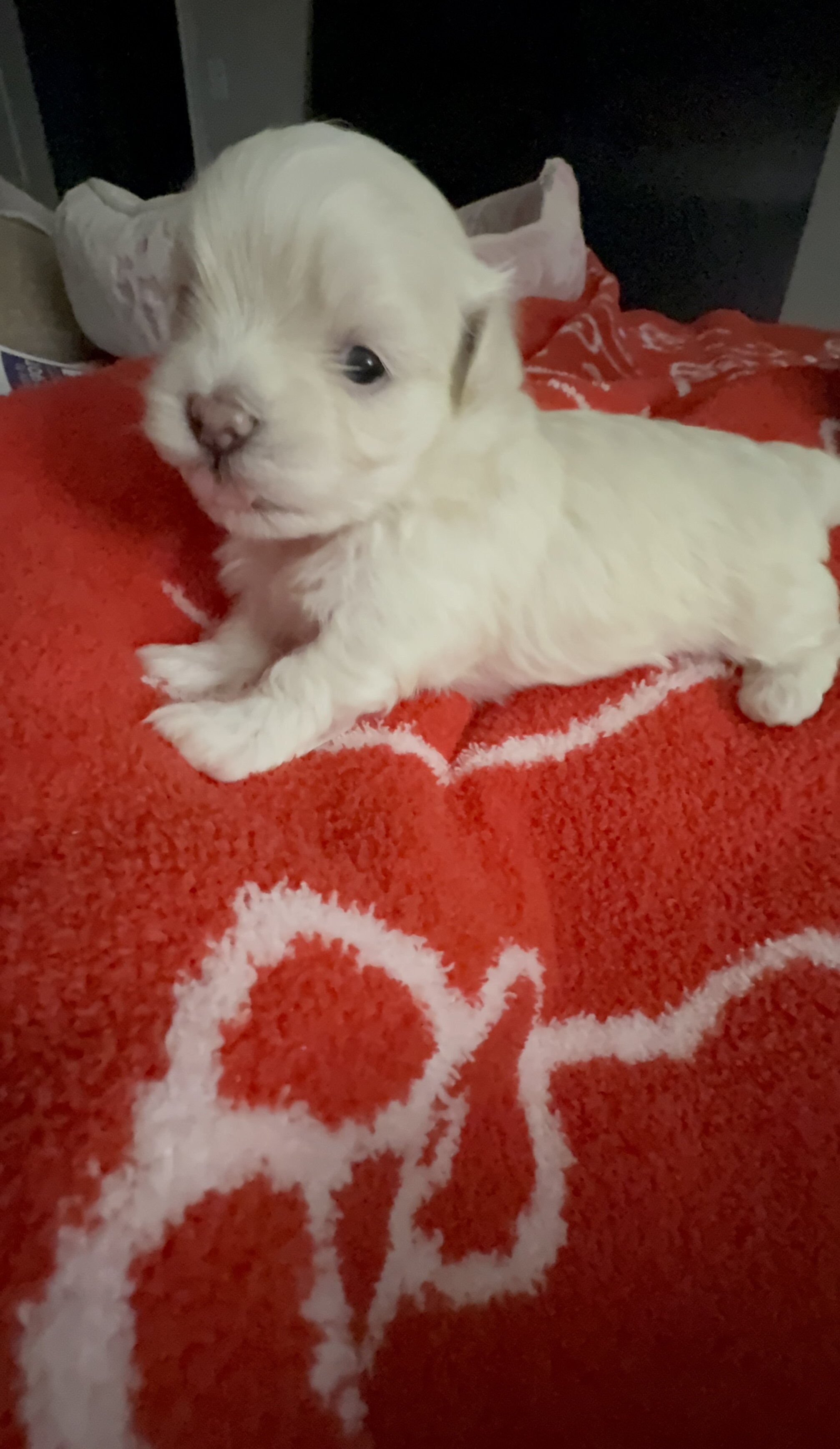 Maltipoo image 3