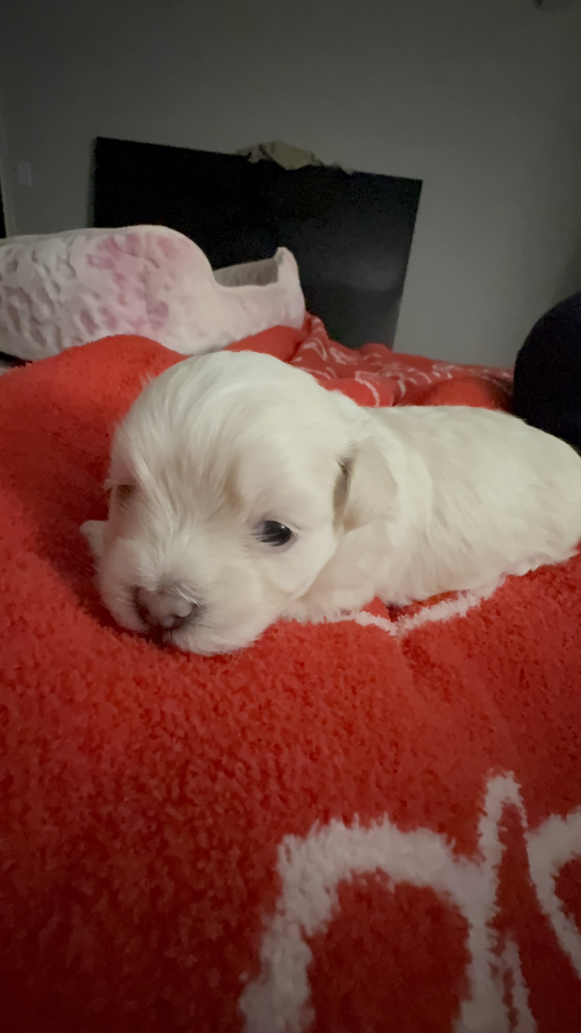 Maltipoo image 5