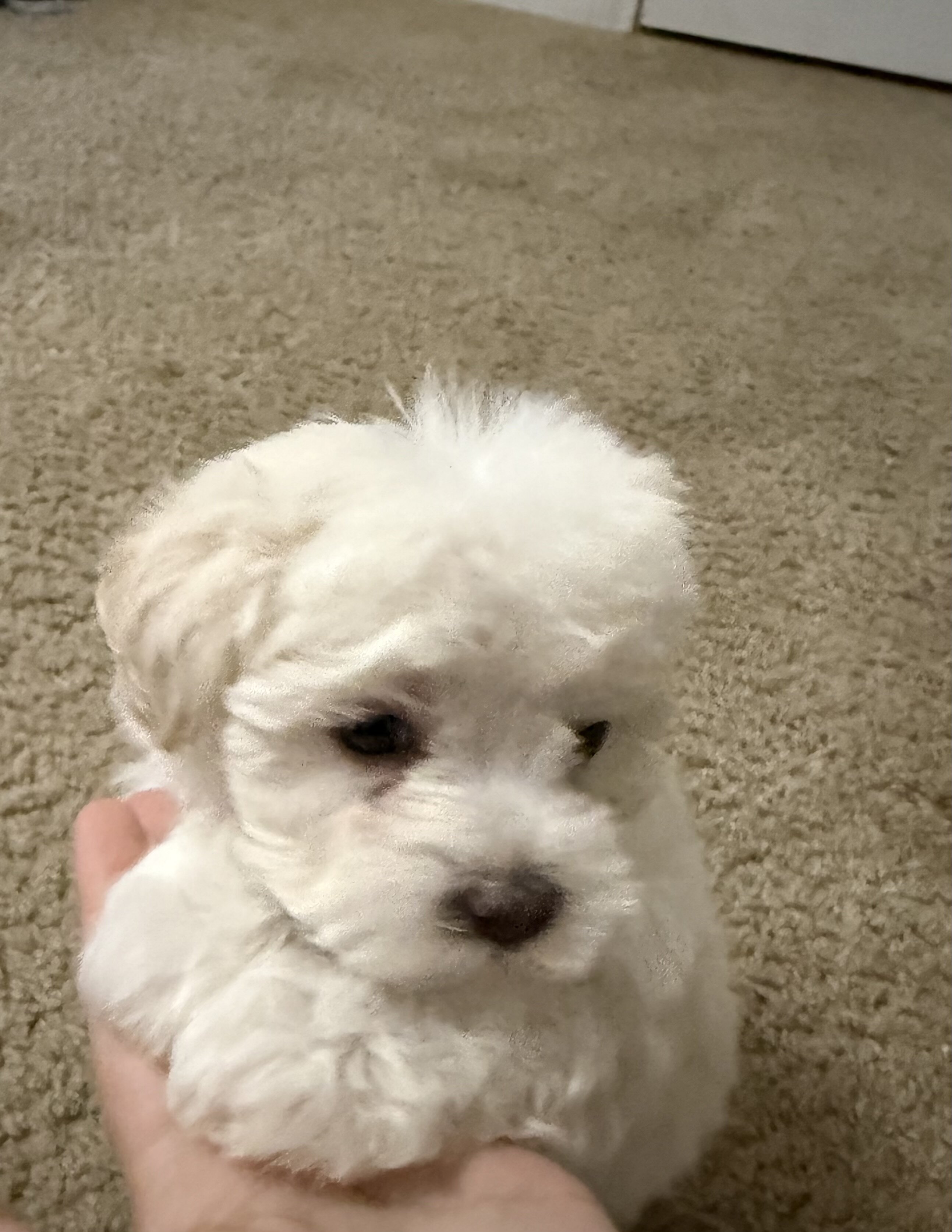 Maltipoo image 2