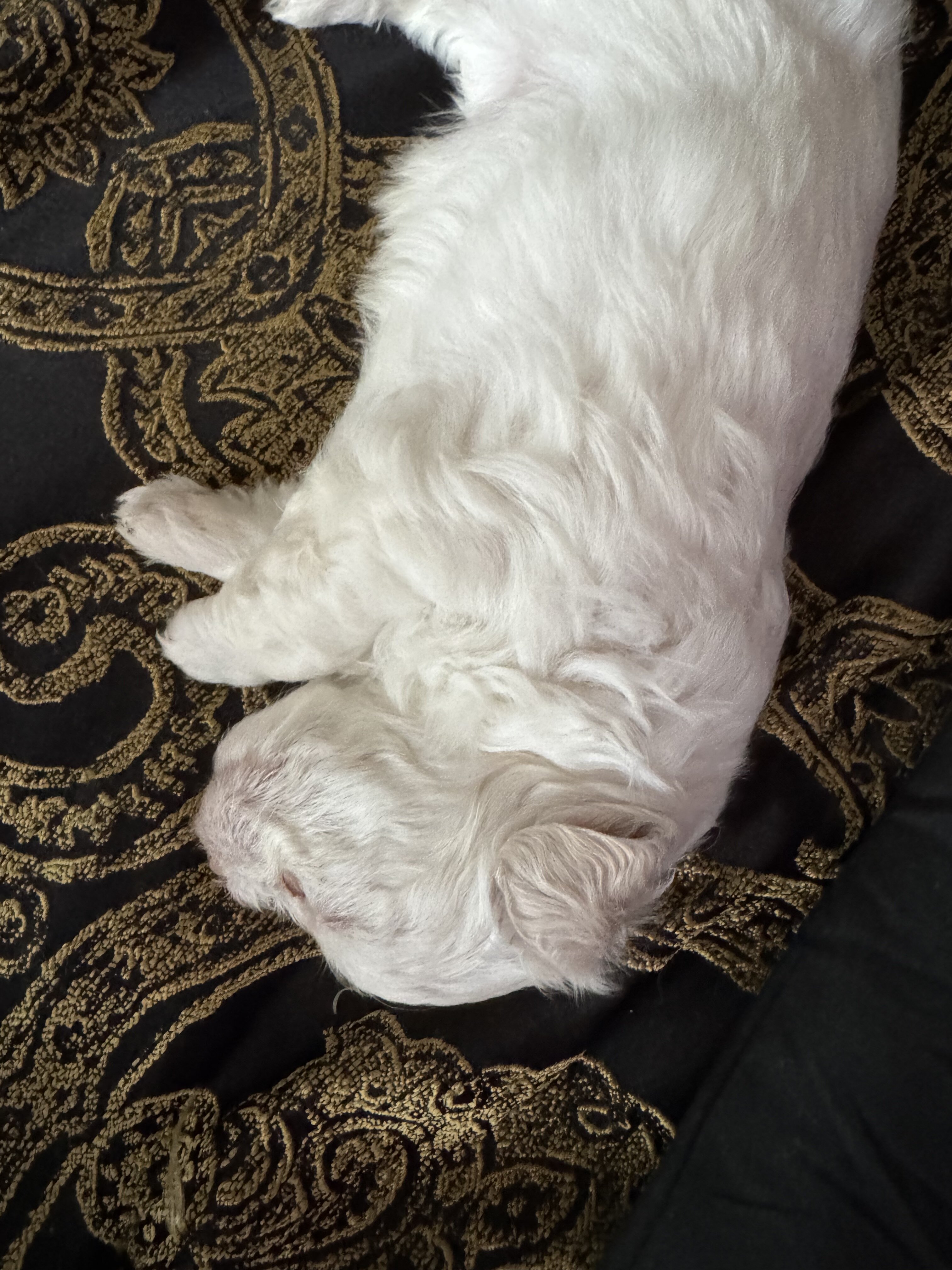 Maltipoo image 7