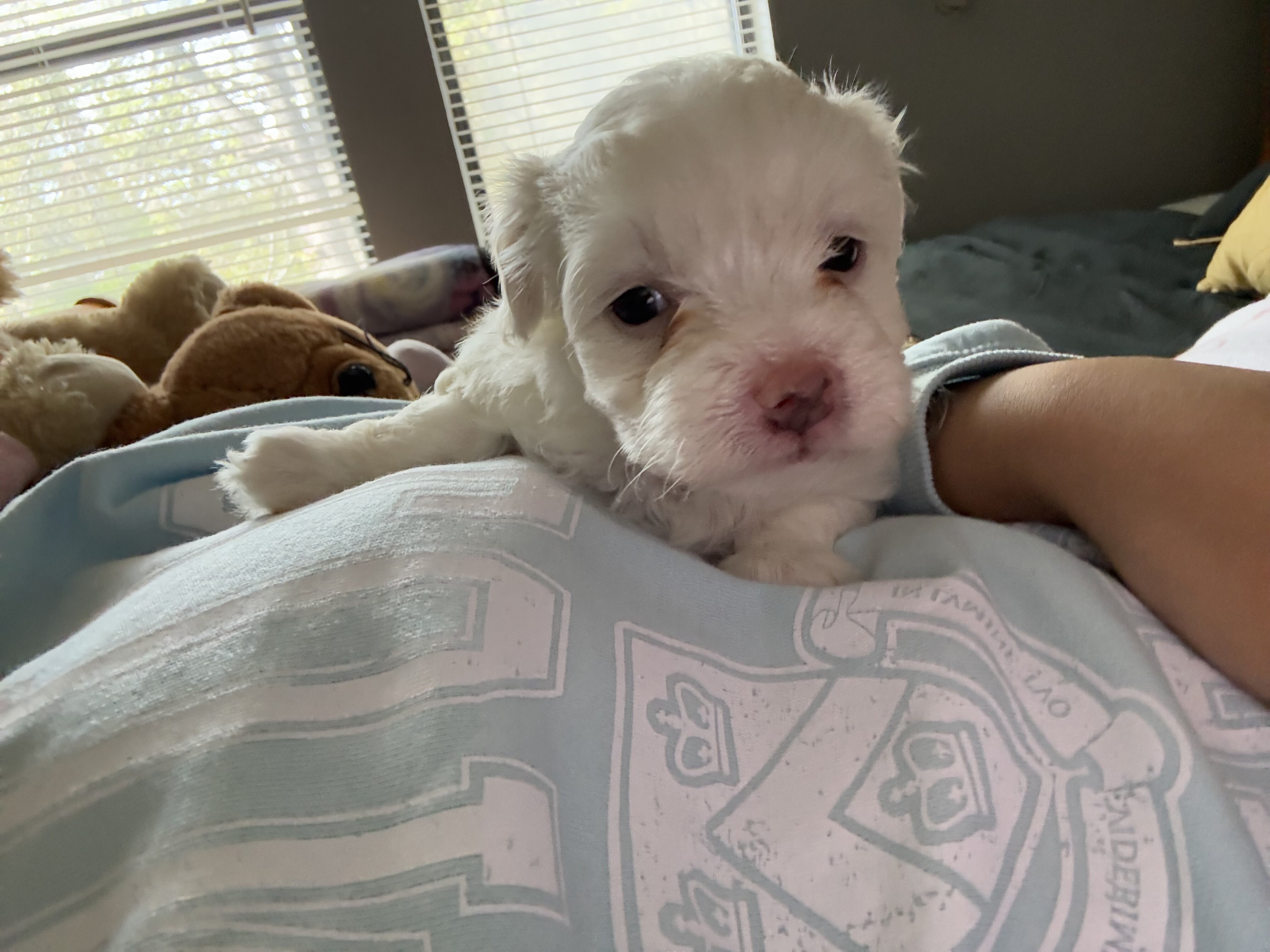 Maltipoo image 6