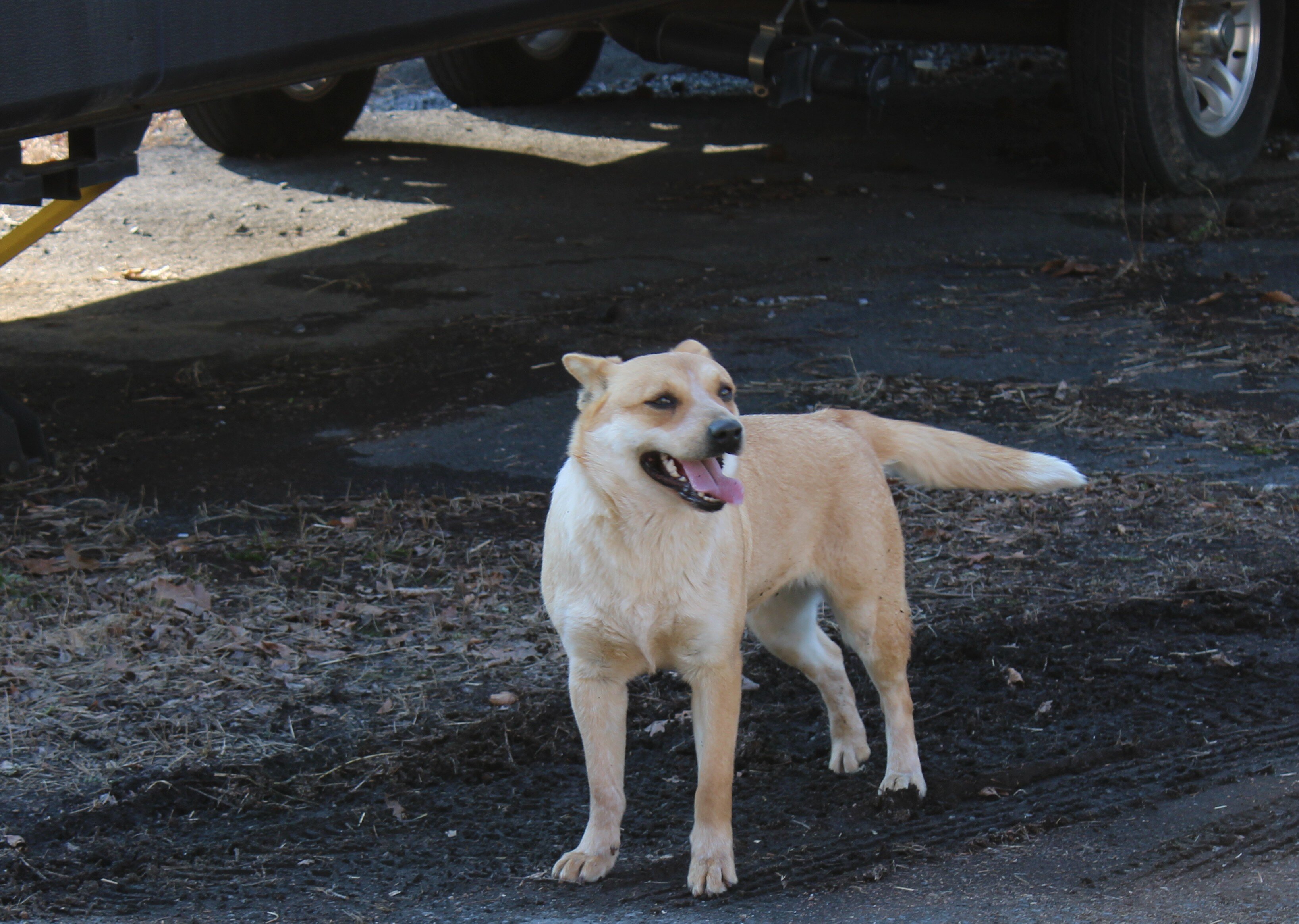 Australian Cattle Dog image 1