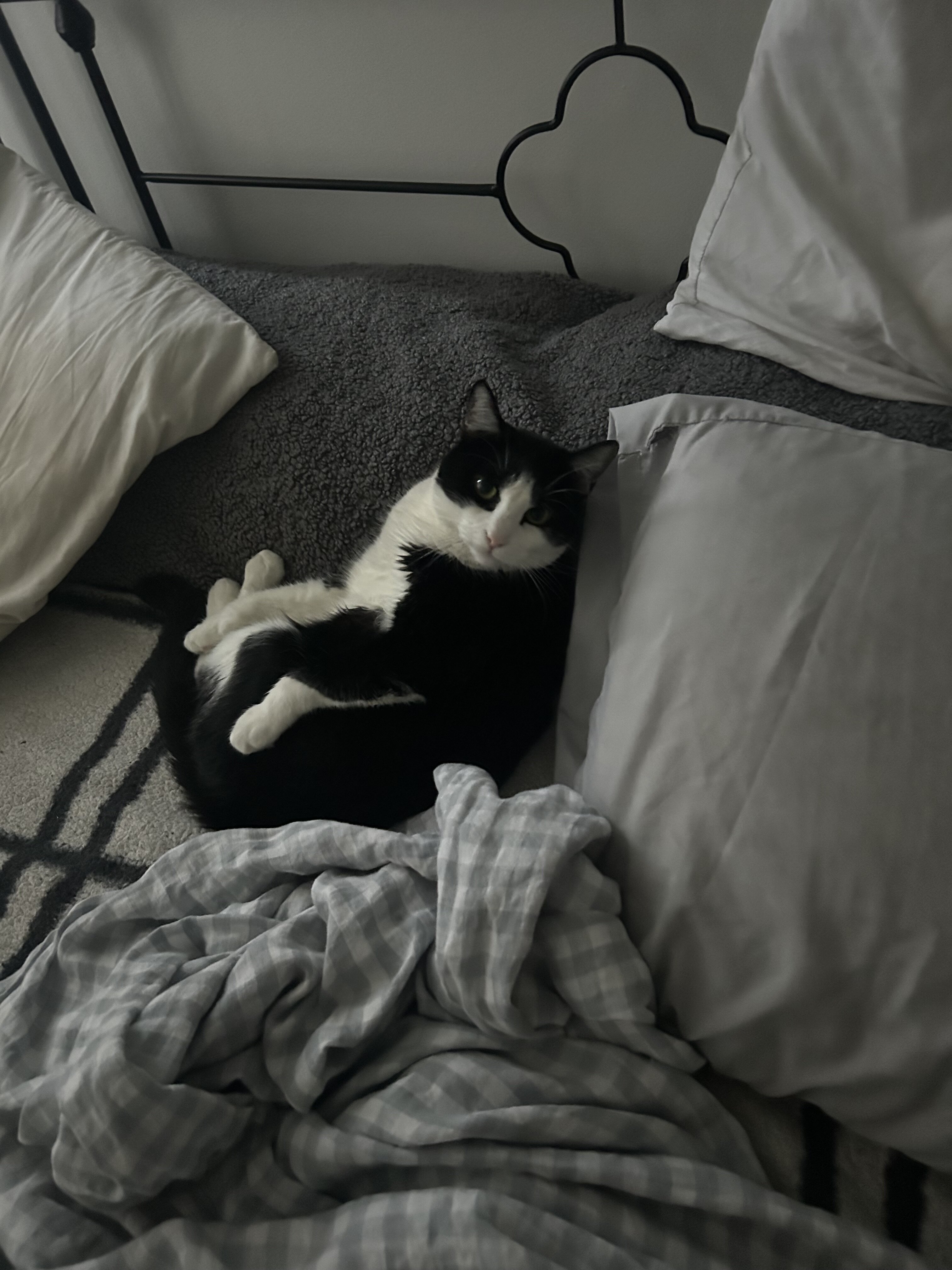 Two cats image 3
