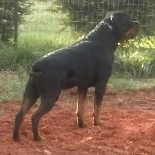 Rottweilers image 2