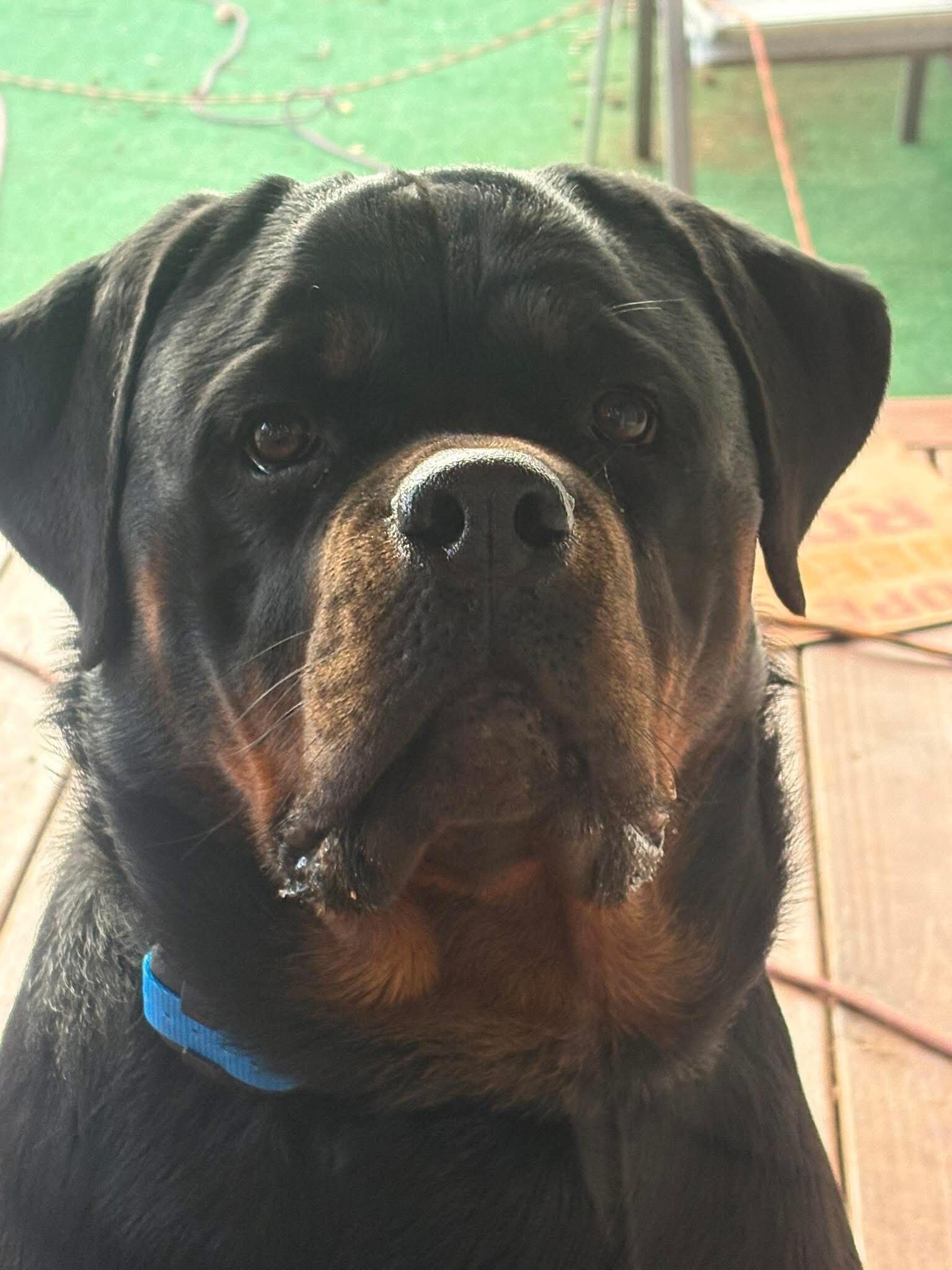 Rottweilers image 1