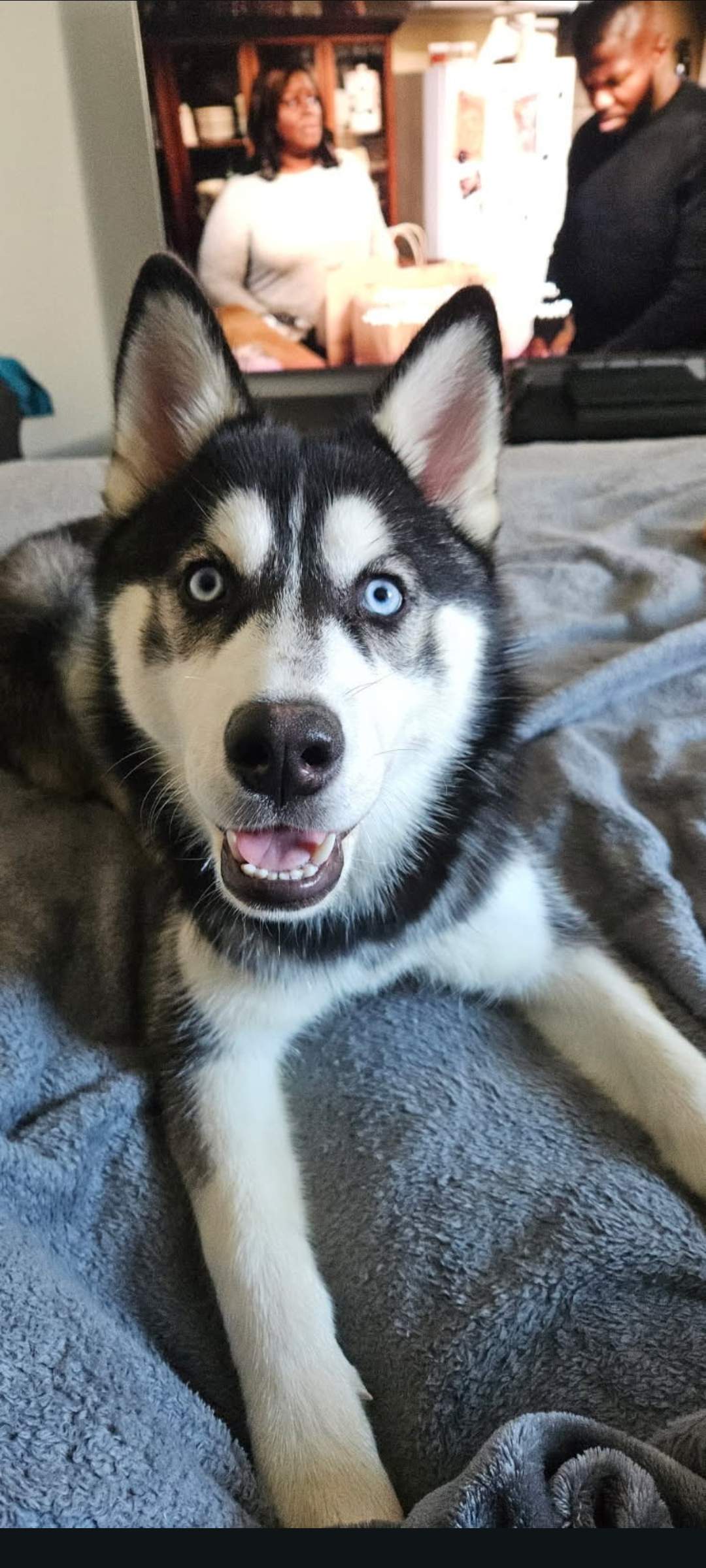 Husky image 2