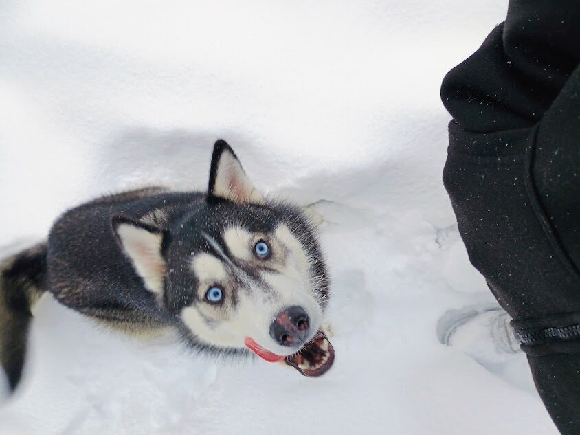 Husky image 1