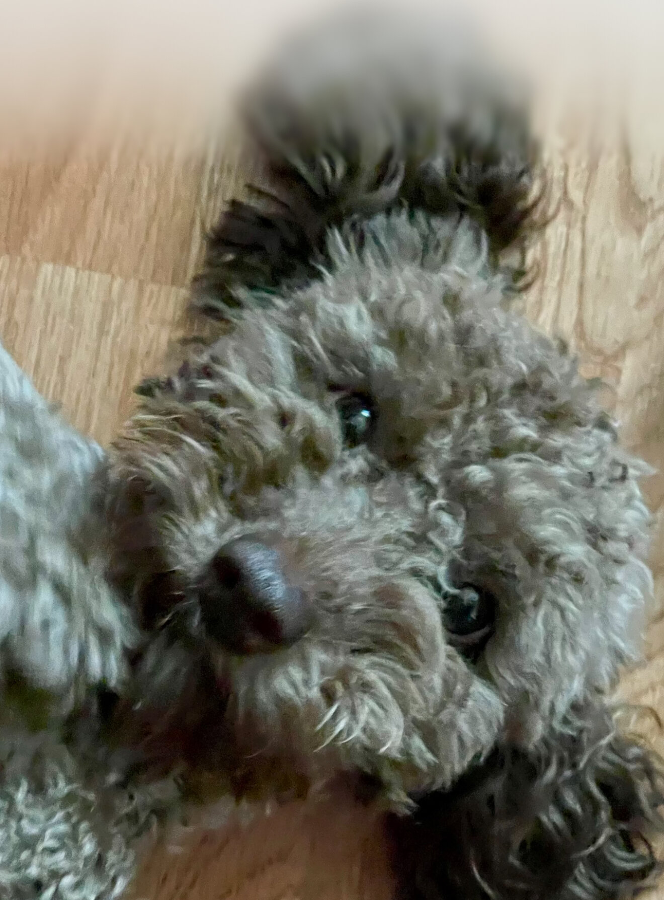 Toy Poodle image 3