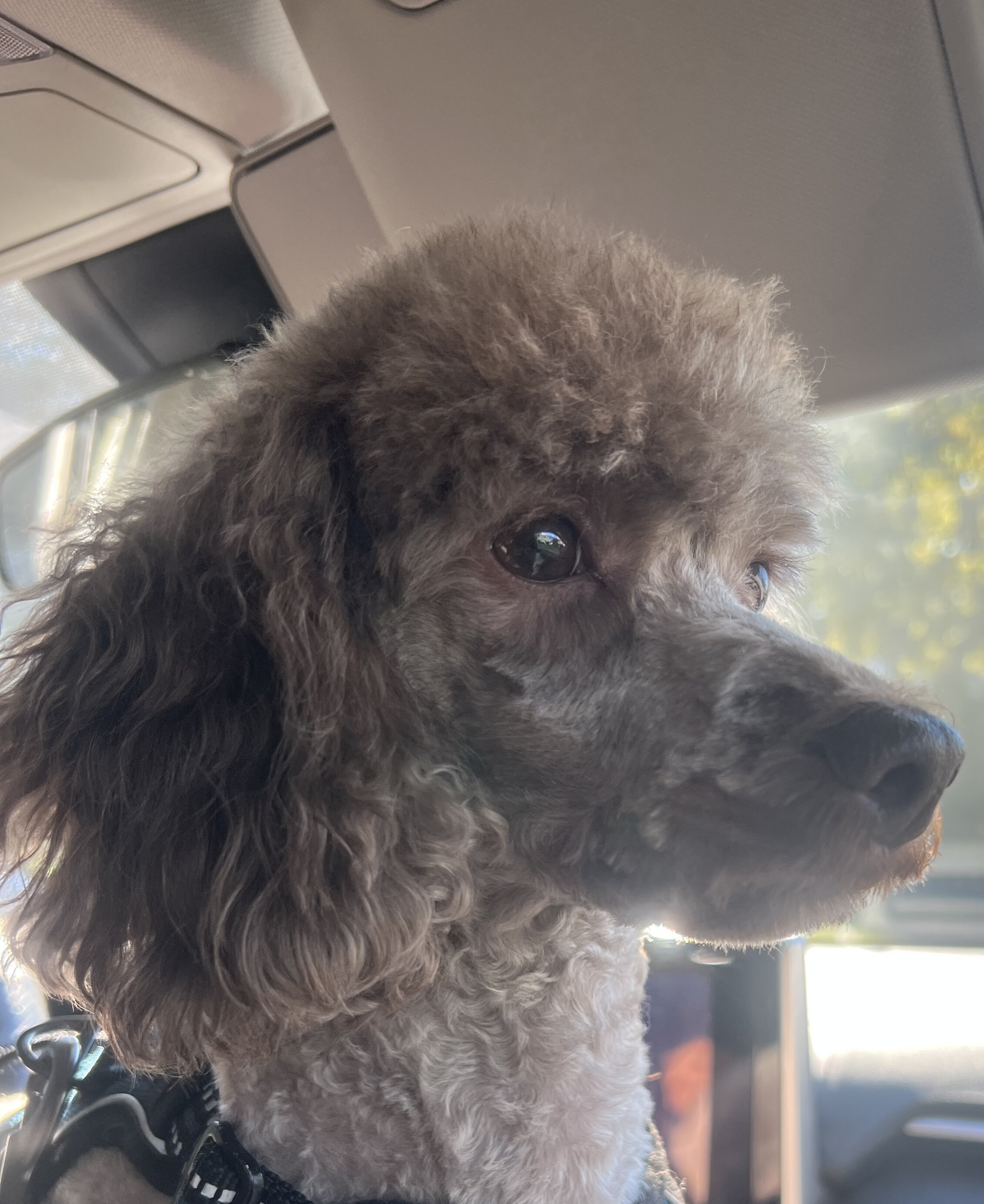 Toy Poodle image 2