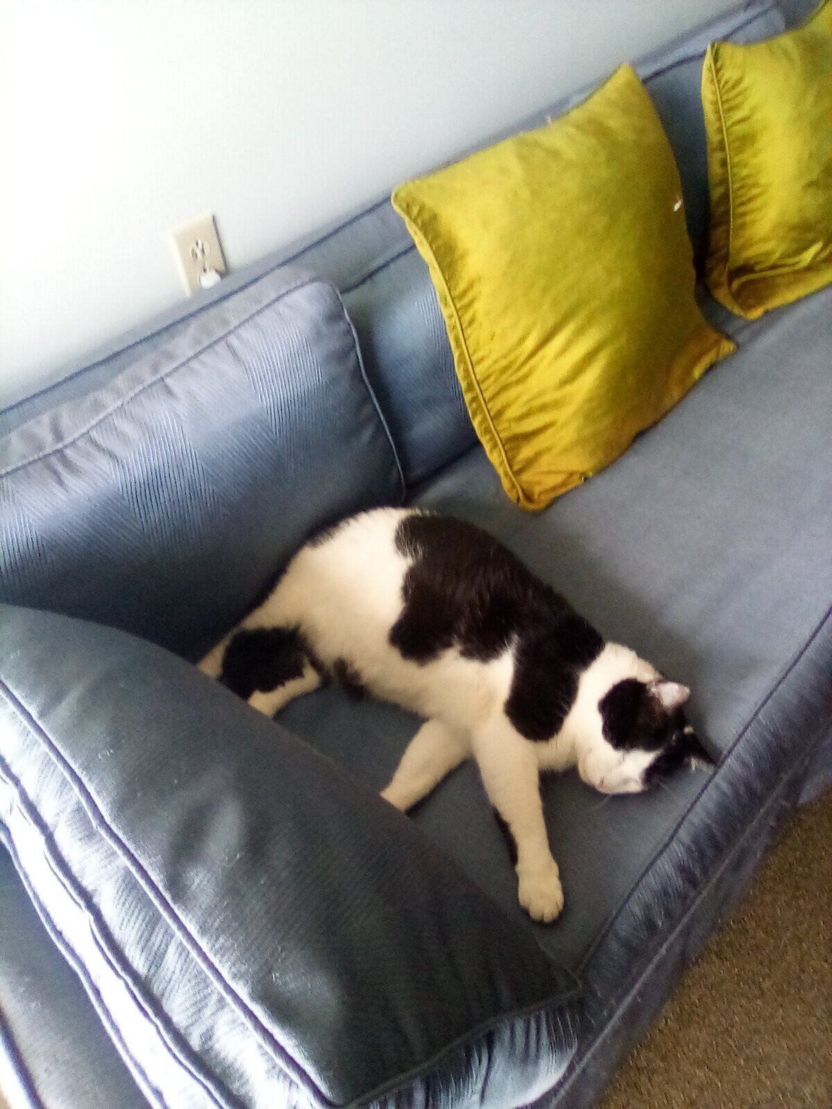 My tuxedo cat named Ralph image 1