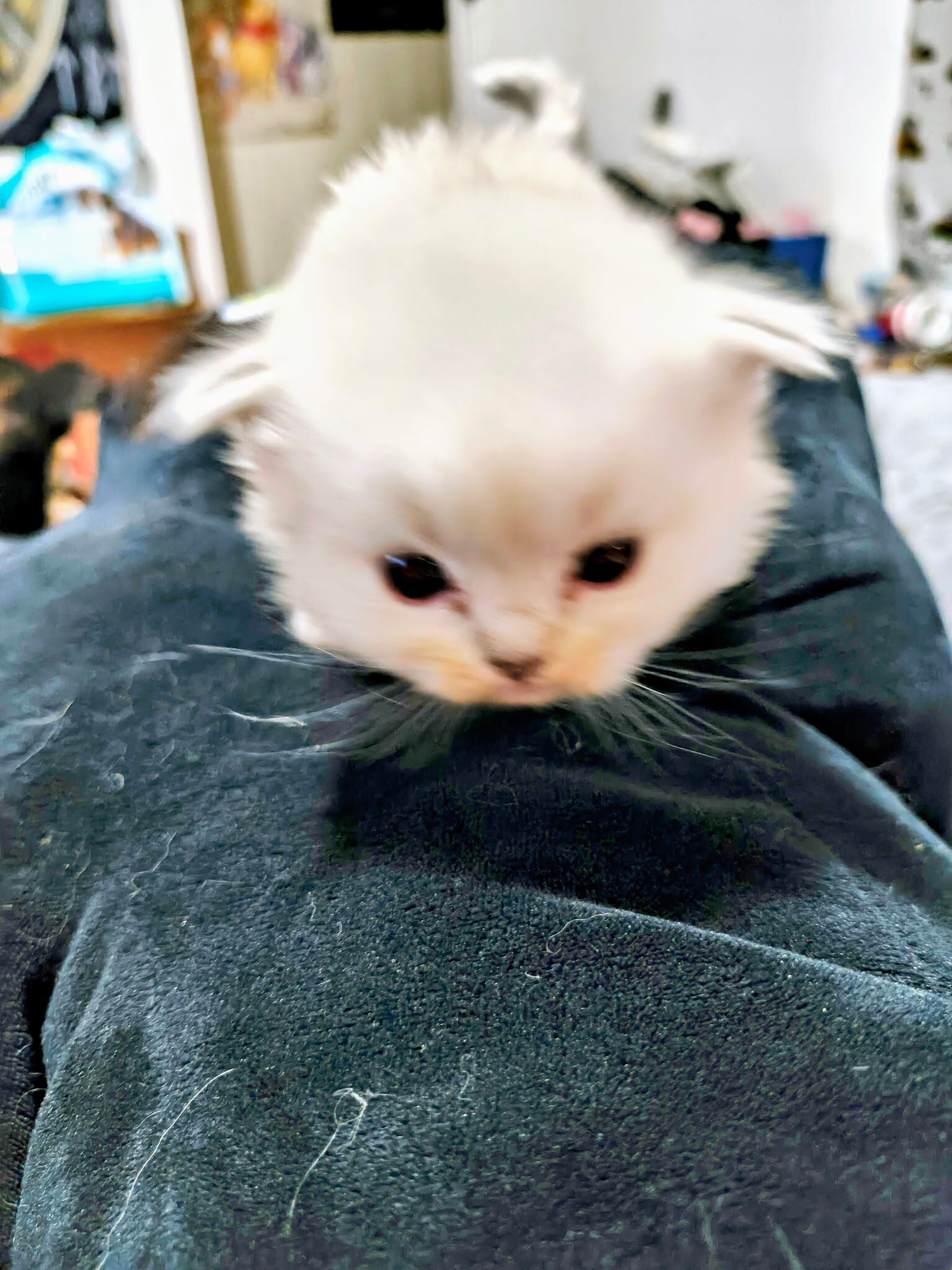 Ragdoll Kittens image 5