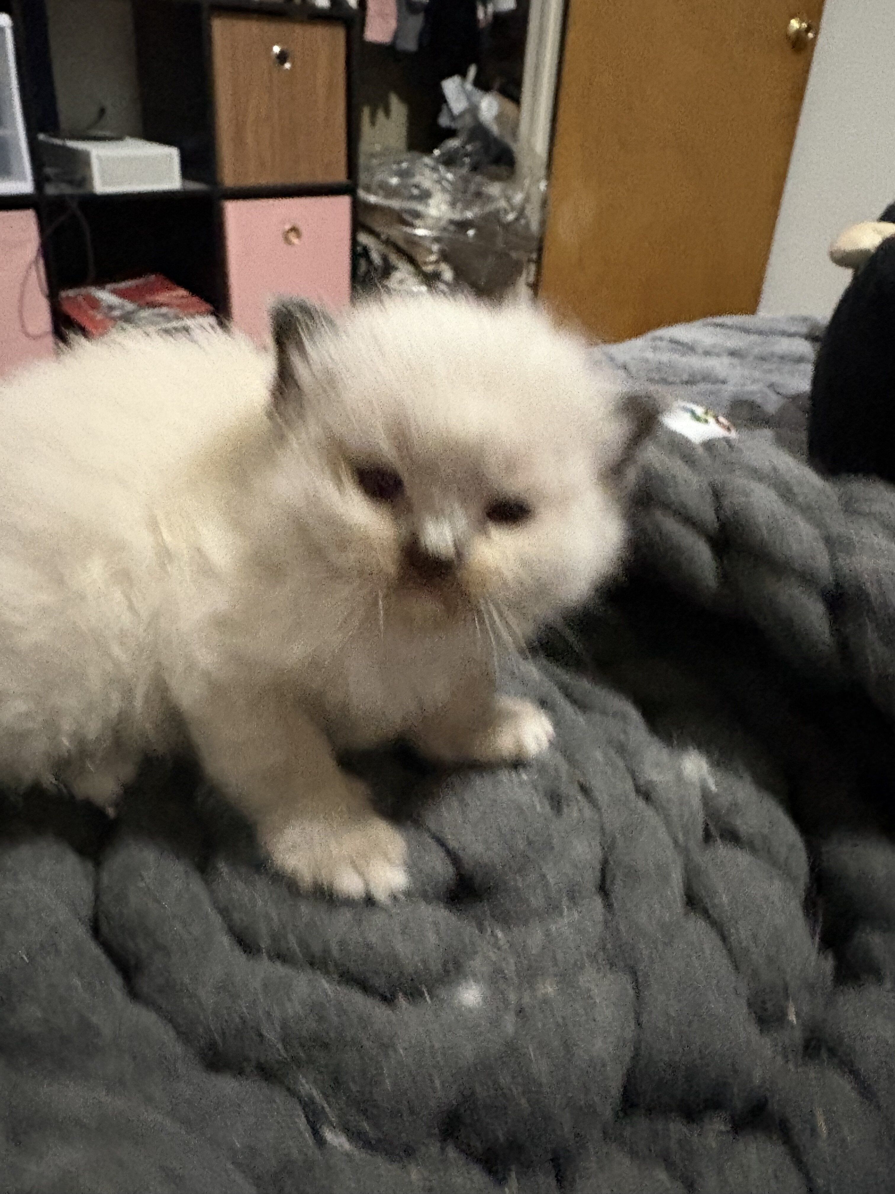 Ragdoll Kittens image 4
