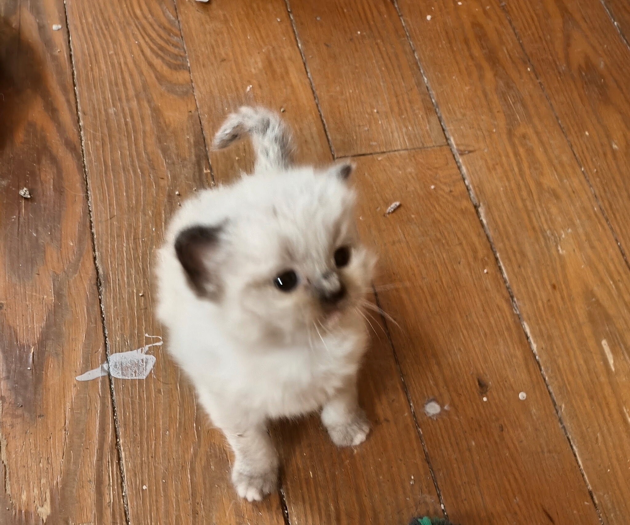 Ragdoll Kittens image 2