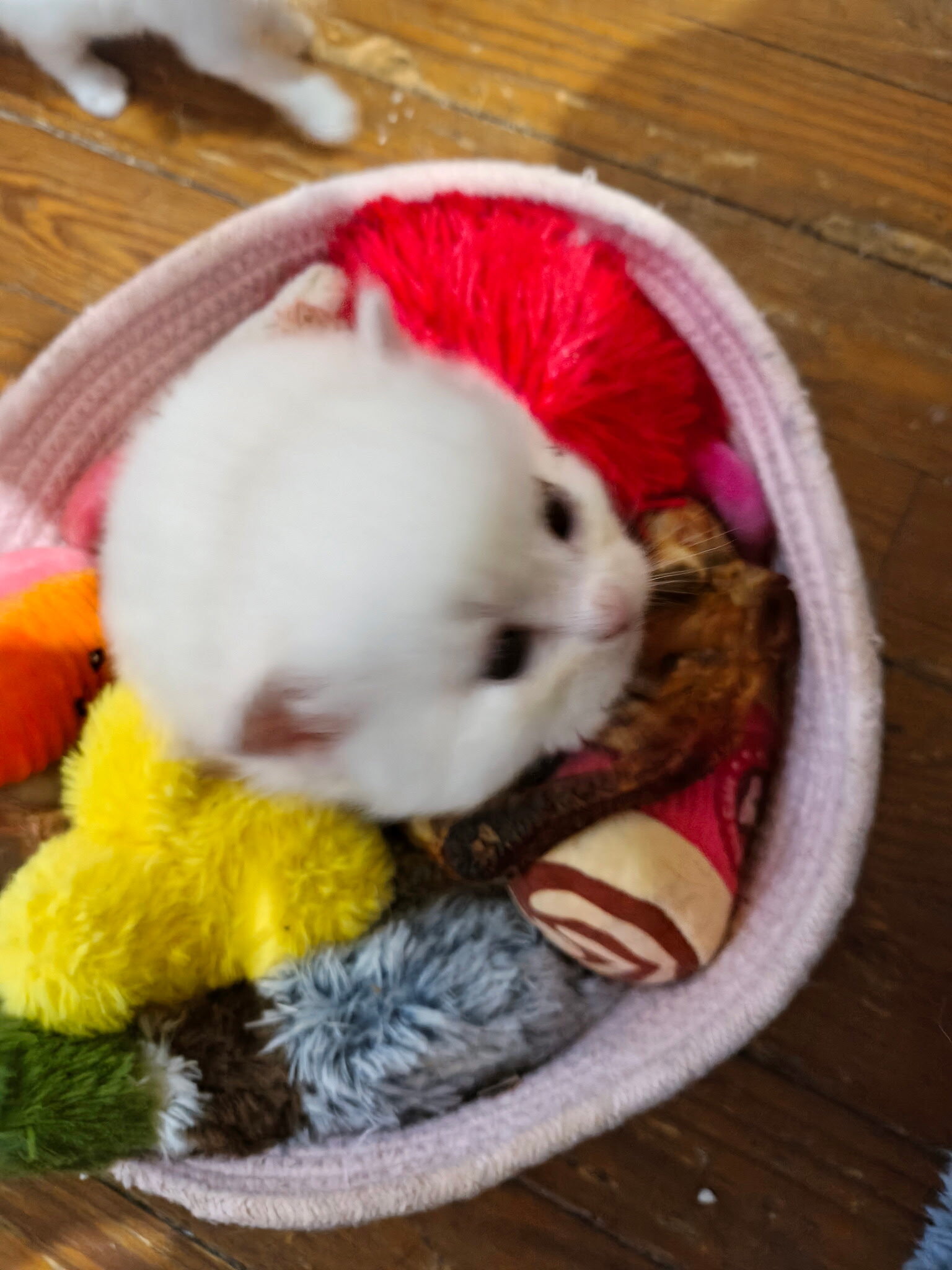 Ragdoll Kittens image 3