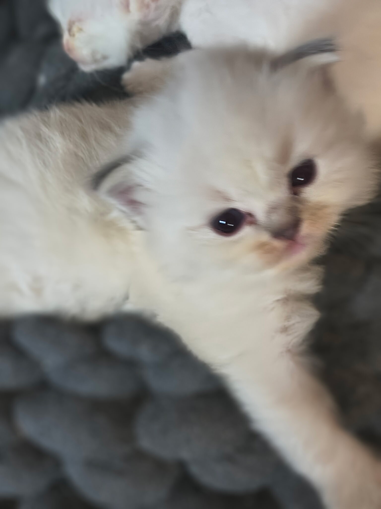 Ragdoll Kittens image 1
