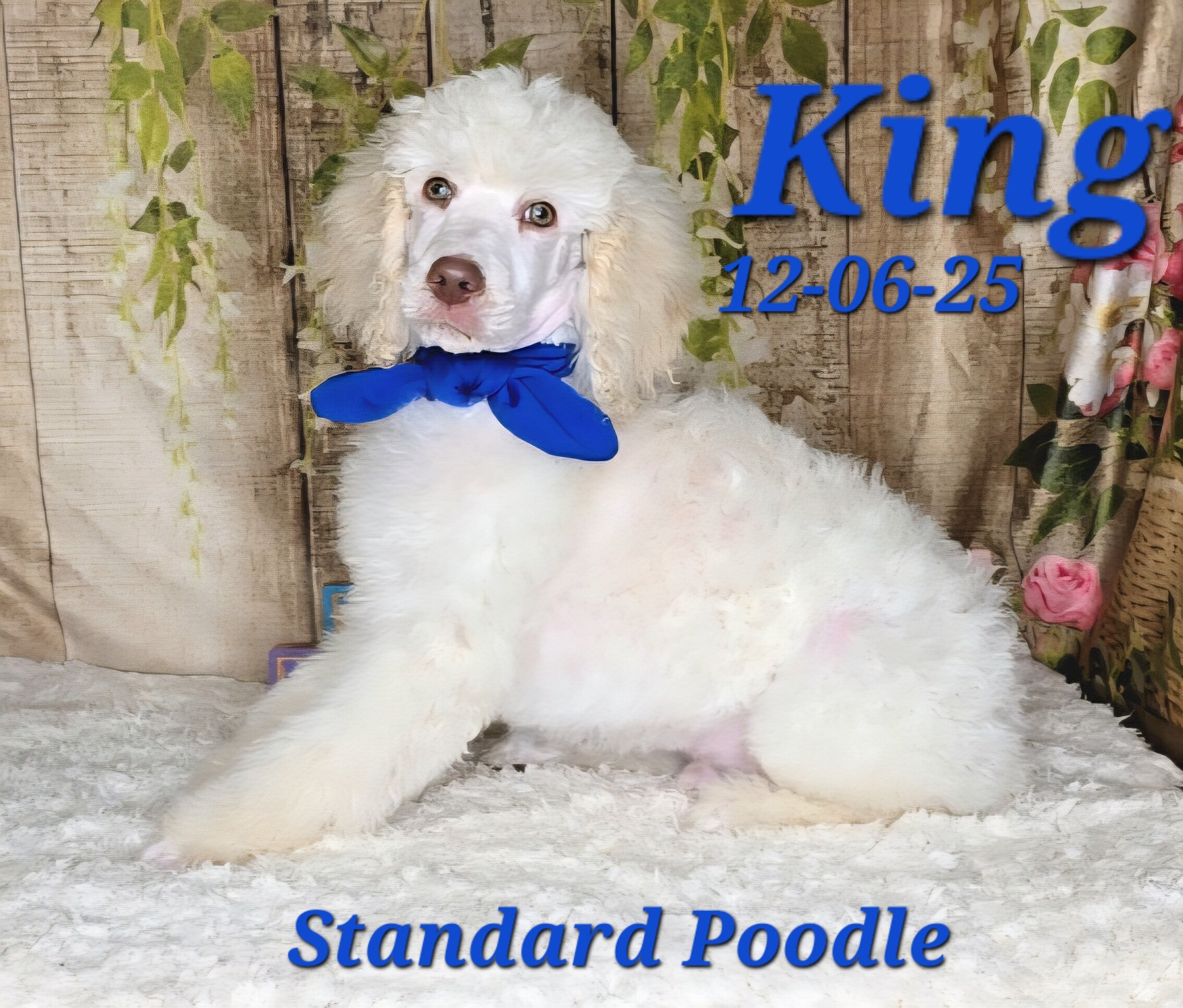 King a male Standard Poodle image 1