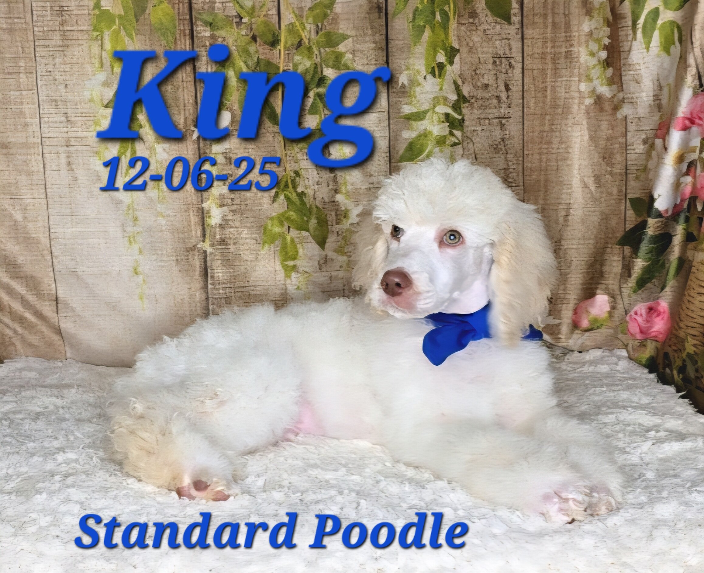 King a male Standard Poodle image 4